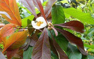 Franklinia amerykańska kwiat