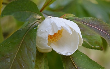 Franklinia amerykańska kwiat