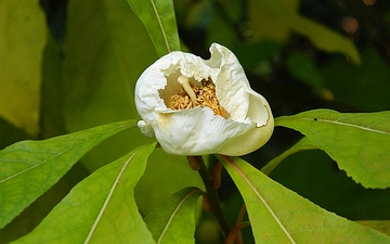 Franklinia amerykańska kwiat w zbliżeniu