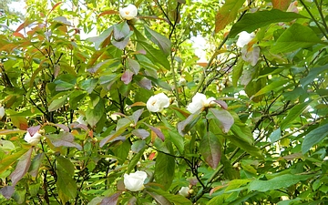 Franklinia amerykańska kwitnienie