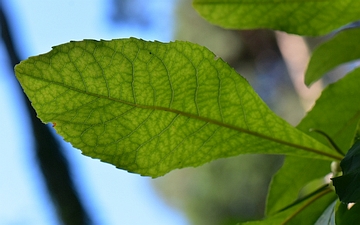 Franklinia amerykańska liść