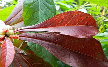 Franklinia amerykańska liść jesienią