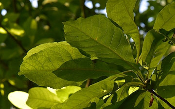 Franklinia amerykańska liście