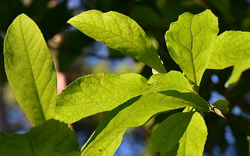 Franklinia amerykańska liście