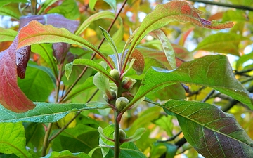 Franklinia amerykańska pąki kwiatowe