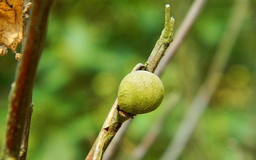 Franklinia amerykańska pęd i pąk