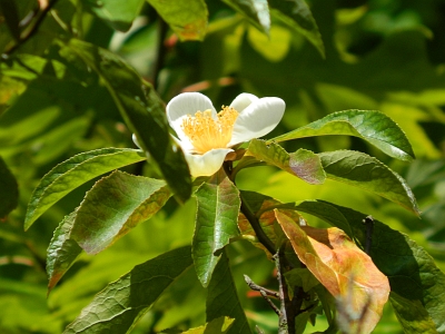 Franklinia amerykańska kwiat