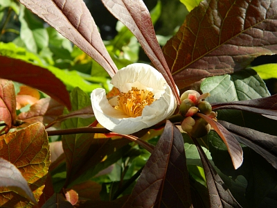 Franklinia amerykańska kwiat