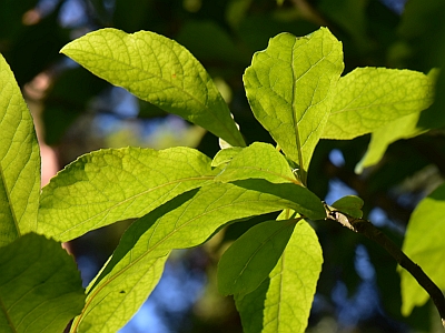 Franklinia amerykańska liść