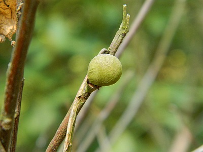 Franklinia amerykańska pąk