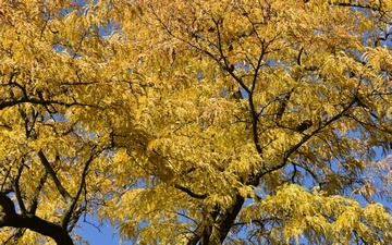 Glediczja trójcierniowa korona drzewa jesienią