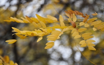 Glediczja trójcierniowa liście jesienią