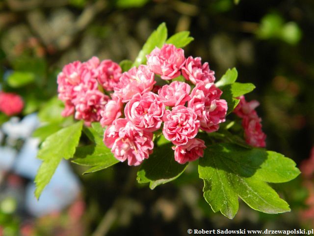 Głóg pośredni ‘Paul’s Scarlet’