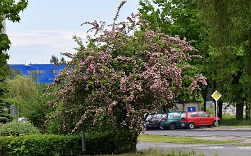 Głóg pośredni Paul's Scarlet pokrój