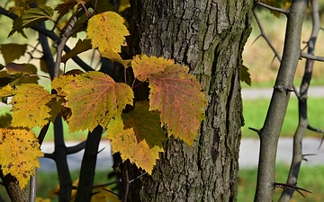 Głóg szkarłatny kora