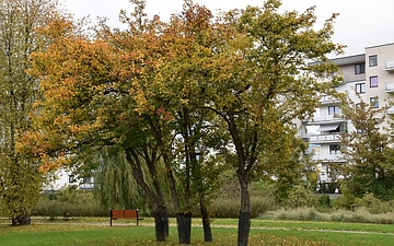 Głóg szkarłatny pokrój jesienią