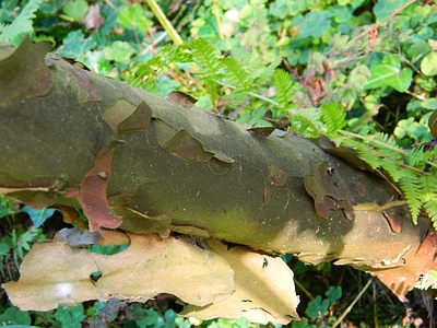Głowocis chiński - kora drzewa