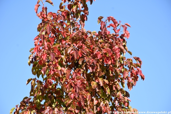 Grusza drobnoowocowa - przebarwienia liści