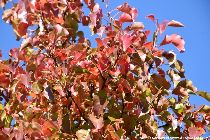 Grusza drobnoowocowa - przebarwienia liści