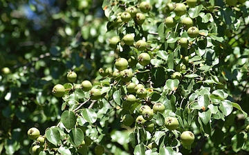 Grusza polna owoce