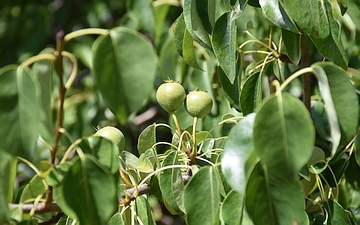 Grusza polna owoce