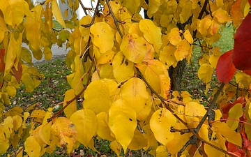 Grusza pospolita liście jesienią