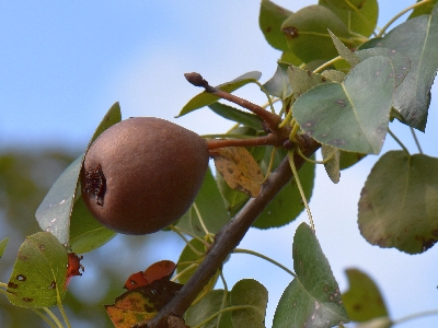 Grusza polna owoc