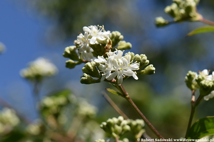 Heptakodium chińskie