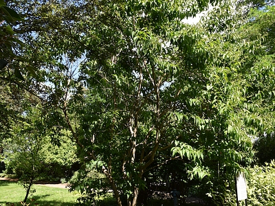 Heptakodium chińskie pokrój drzewa