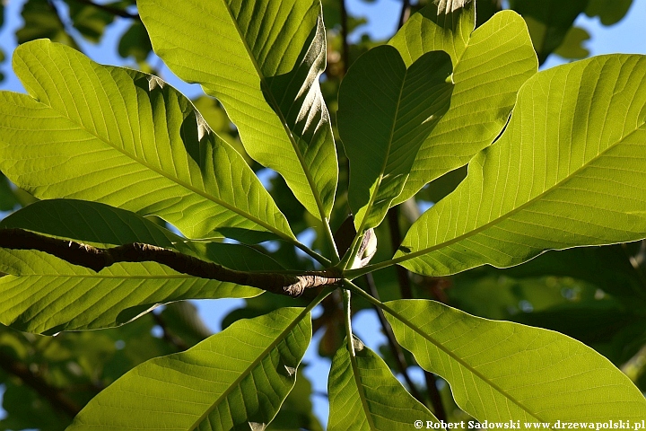 Magnolia lekarska odm. dwuklapowa