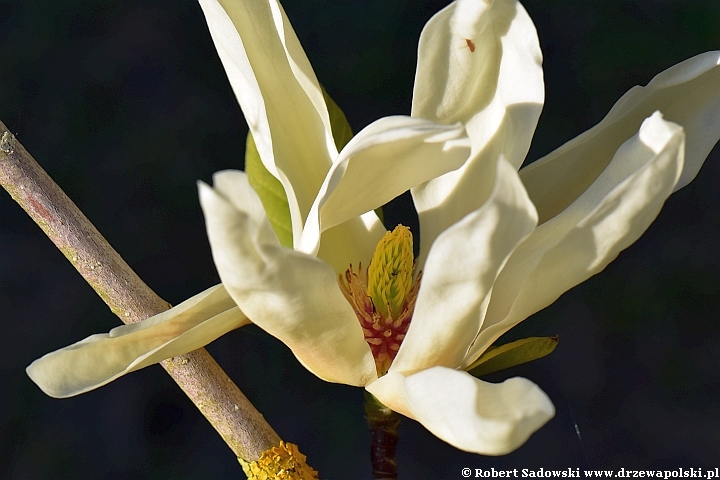 Magnolia 'Elizabeth'