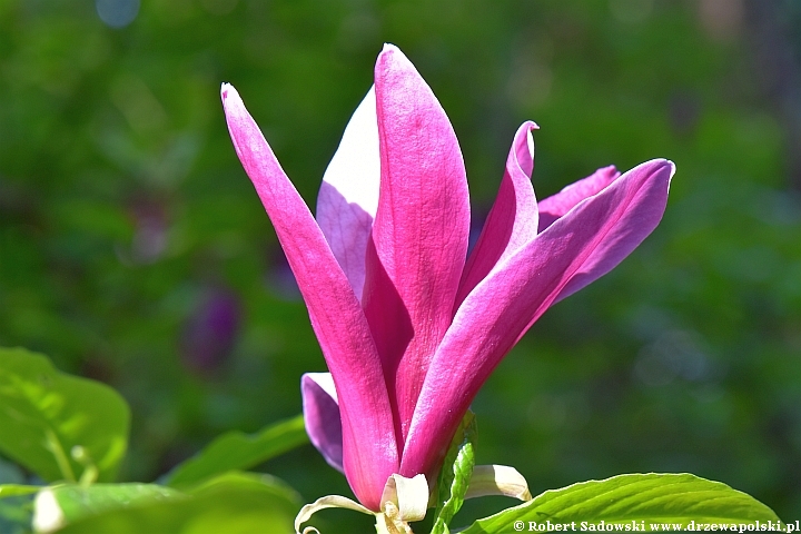 Magnolia purpurowa 'Nigra'