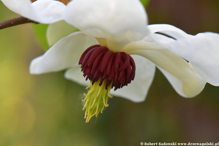 Magnolia Wilsona