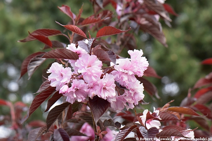 Wiśnia piłkowana 'Royal Burgundy'