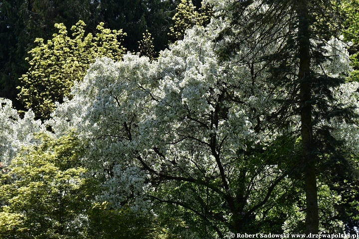 Malus hupehensis