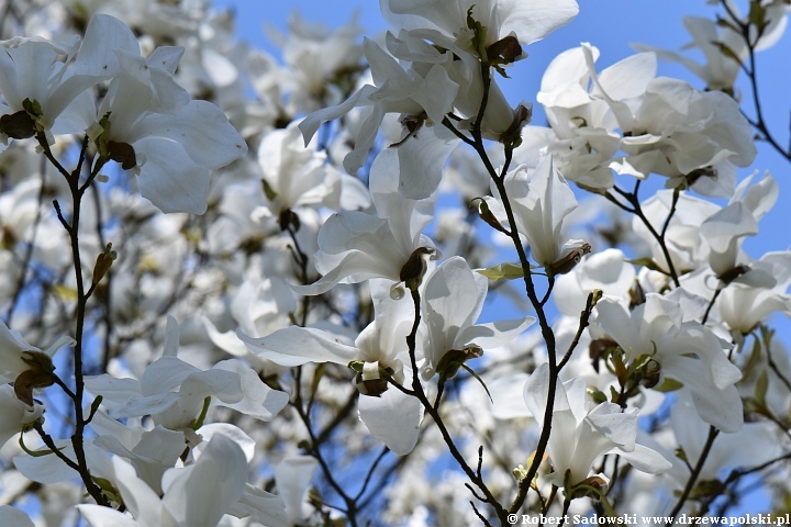 Magnolia wierzbolistna