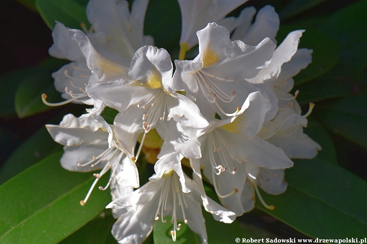 Różanecznik 'Cunningham's White'