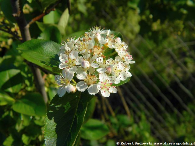 Aronia w ogrodzie