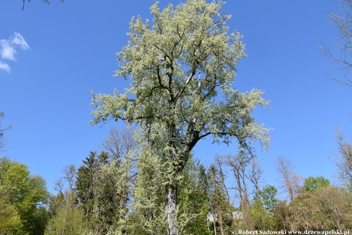 Arboretum Bolestraszyce
