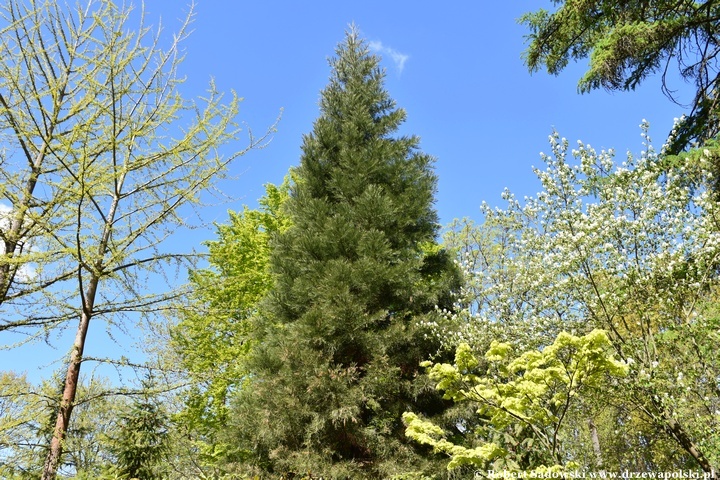 Arboretum Bolestraszyce