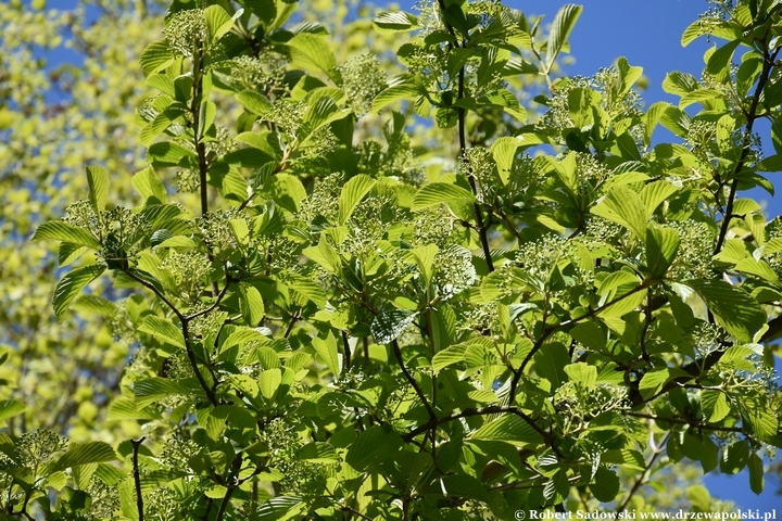 Arboretum Bolestraszyce