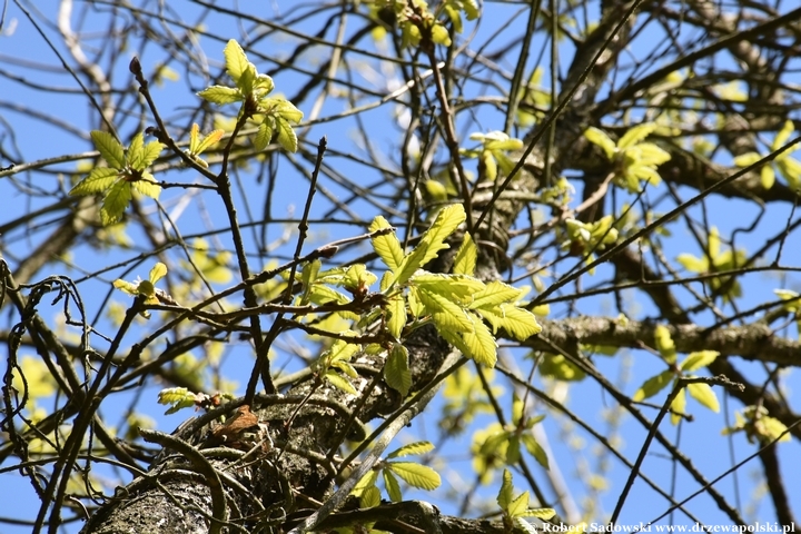 Arboretum Bolestraszyce