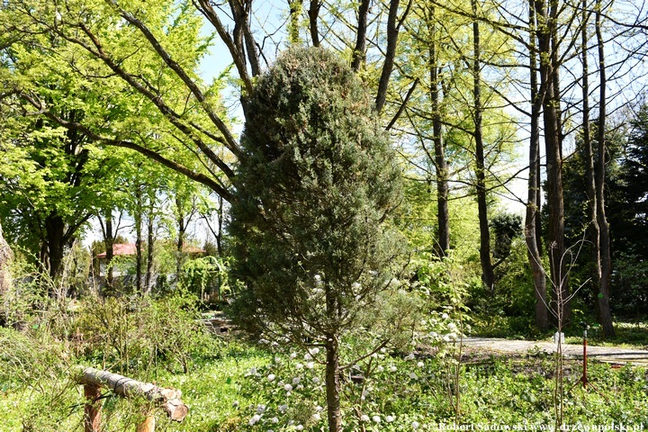 Arboretum Bolestraszyce