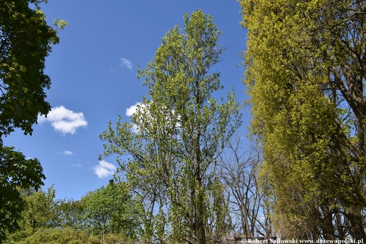 Arboretum Bolestraszyce