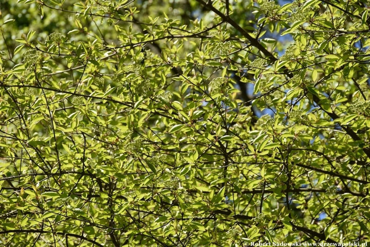Arboretum Bolestraszyce