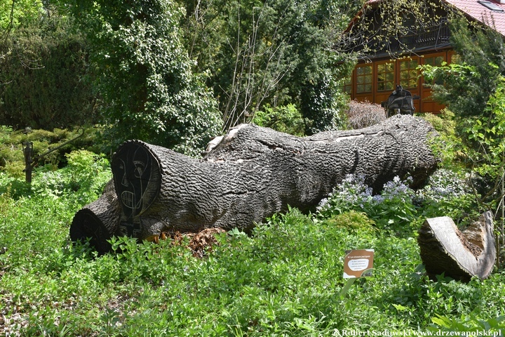 Arboretum Bolestraszyce