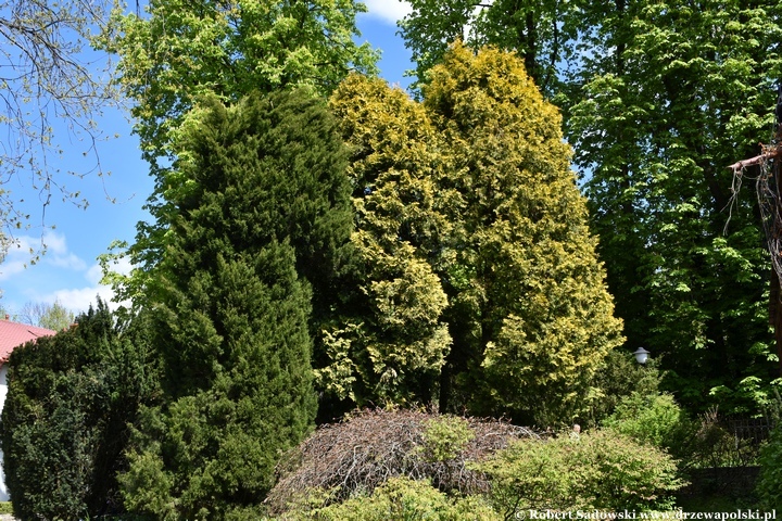 Arboretum Bolestraszyce
