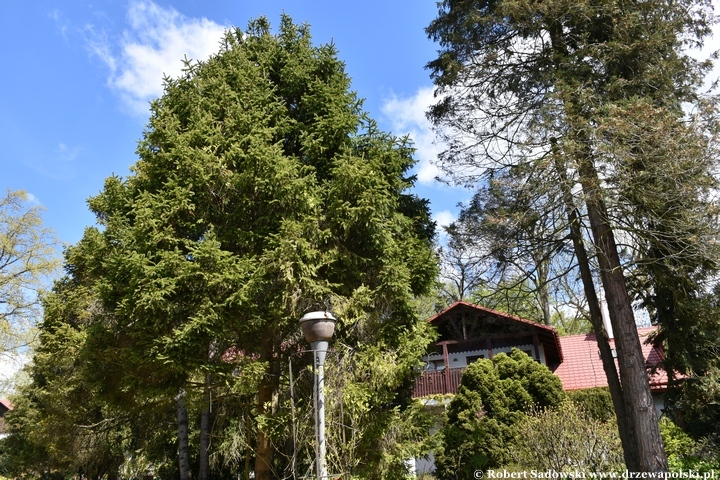 Arboretum Bolestraszyce