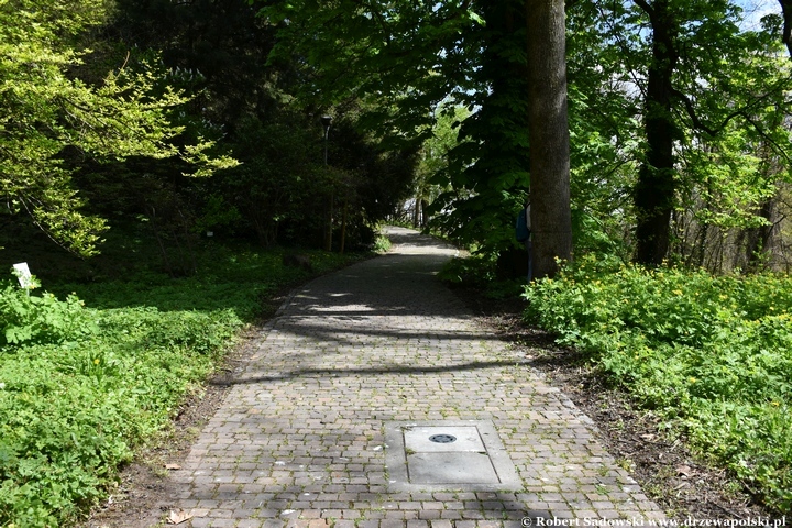 Arboretum Bolestraszyce