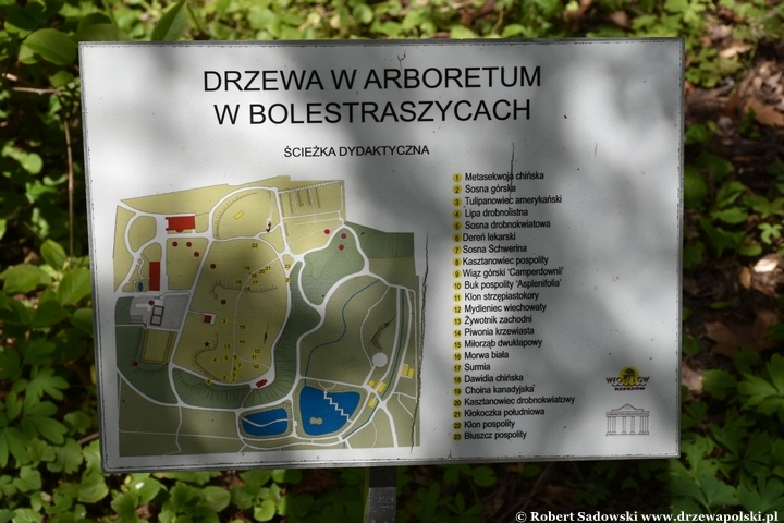 Arboretum Bolestraszyce